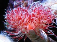 redwhitehardtubecocoworm.jpg