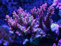 IMG_2797.jpg