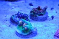 IMG_0694.jpg