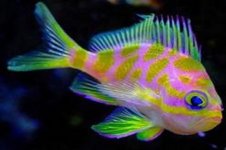 Anthias - Blotched.jpg
