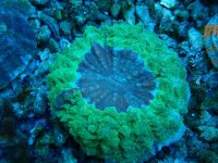 006. Acanthophyllia - 04.00 Cm - USD. 29.00.jpg