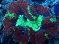 137. Trachyphyllia - 04.00 Cm - USD. 25.00.jpg