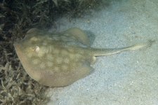 RoundStingray289.jpg