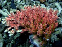 IMG_1174.JPG