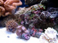 pink_zoas.jpg