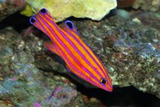candy basslet.jpg