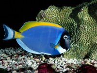 Powder_Blue_Tang.jpg