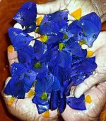 PURPLE TANGS.jpg