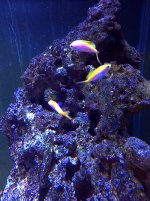 Bartlet Anthias.jpg