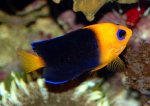 joculator-angelfish.jpg