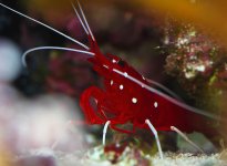 blood shrimp.jpg