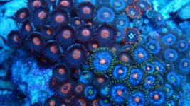 182 zoa.jpg