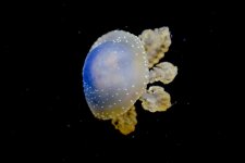 _DSC7704.jpg