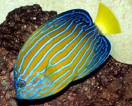 bluelineAngelfish1.jpg