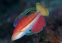 katos-fairy-wrasse (1).jpg