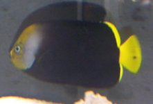 YELLOW TAIL POMA.JPG