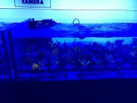IMG_1161.jpg