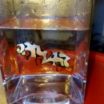 IMG_20170116_151534.jpg
