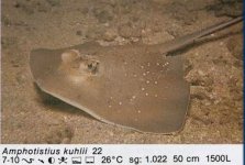 RAY.jpg