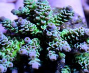 DSC_0332.JPG