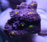 DSC_0387.JPG