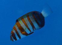 DSC_0420.JPG