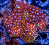 zoa.jpg