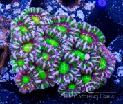 ACAN LORD.jpg