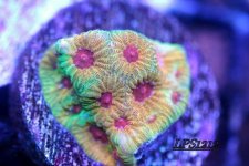 downloadfile-46.jpg