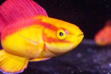 fish 1.jpg