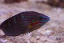 fish 3.jpg