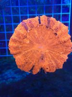 IMG_4149.jpg
