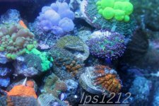 IMG_9194.JPG