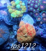 IMG_9190.JPG