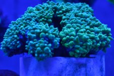 DSC_0342.JPG