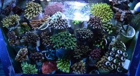 DSC_0104.JPG