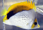 declivis-butterflyfish-13.gif