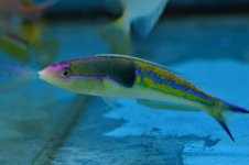 DSC_1114.JPG