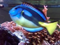 YELLOW BELLY.jpg