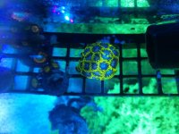 IMG_20180129_231744.jpg