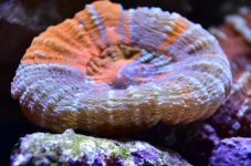 IMG_6517.JPG