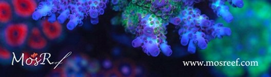 Mosreef_Banner 1080.jpg