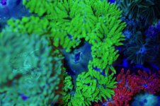 DSC_0264.jpg
