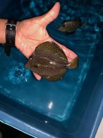 gem tangs in stock.jpg