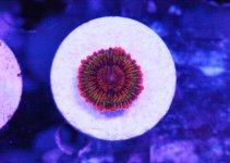 CB speckled kark.jpg