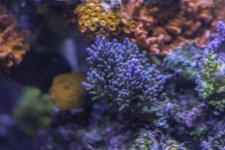 5b5_35.jpg