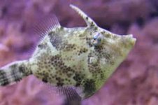 ImageUploadedByReefs2017-11-23 08:06:41 EST.jpg