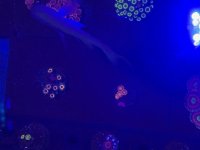 IMG_5520.jpg