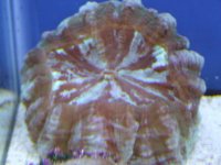 DSCF0654.JPG