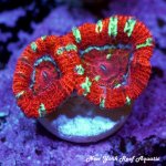 Bleeding Apple Acan.jpg